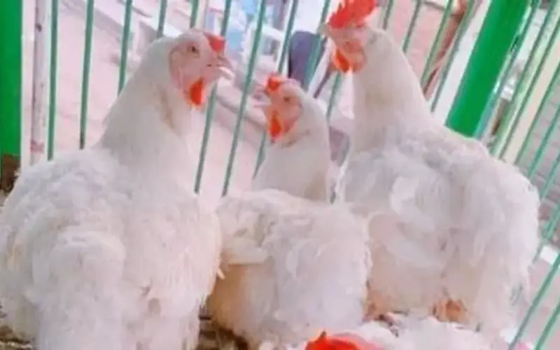 أسعار الدواجن البلدى والبيضاء في الأقصر اليوم الأحد 5 أبريل 2026